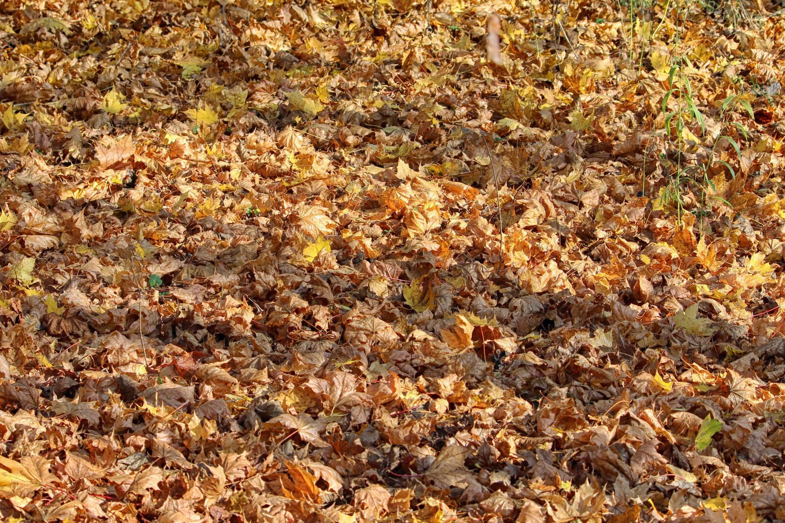 Canon EF-S 55-250mm F4-5.6 IS II sample photo. Autumn colours, leaves, fall photography