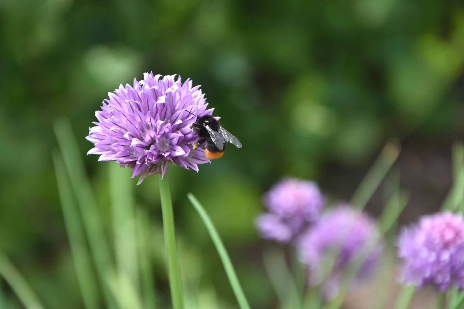 Nikon D7200 sample photo. Flower, chives, bee photography
