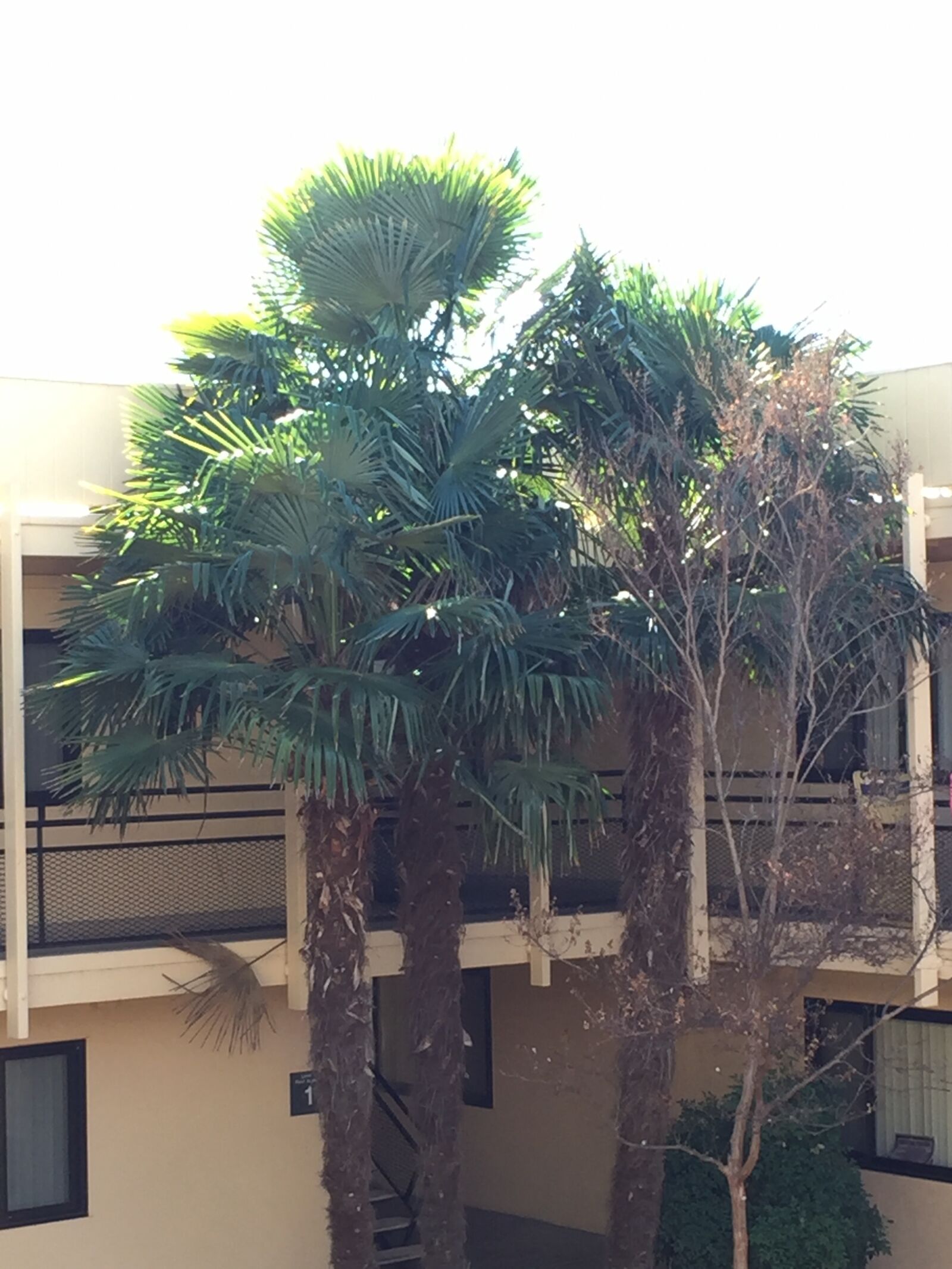 Apple iPhone 6 sample photo. Palm, trees photography