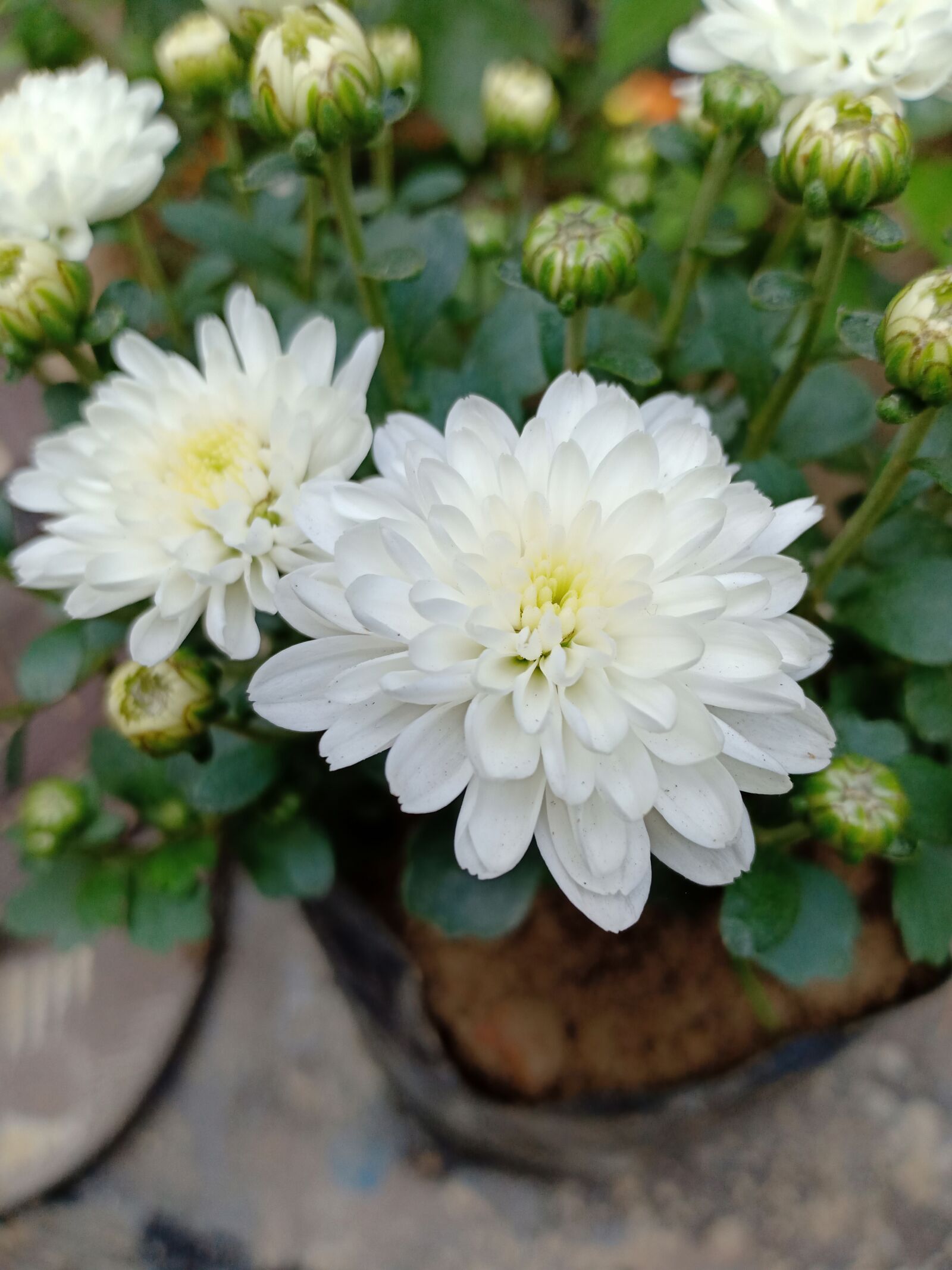 OPPO F9 sample photo. Flowers, beautiful flowers, white photography