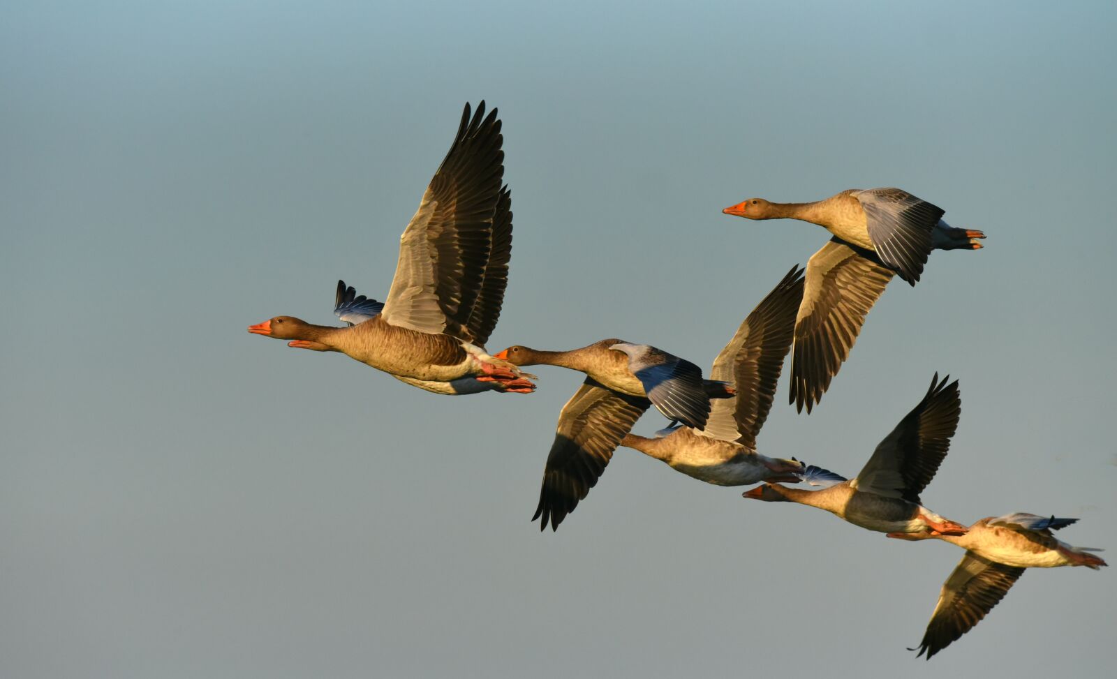 Nikon D750 sample photo. Goose, water bird, flight photography