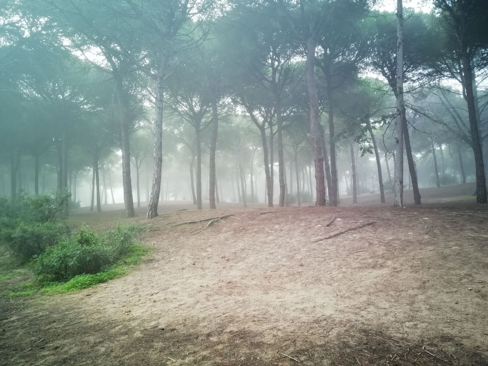 HUAWEI FIG-LX1 sample photo. Fog, forest, nature photography