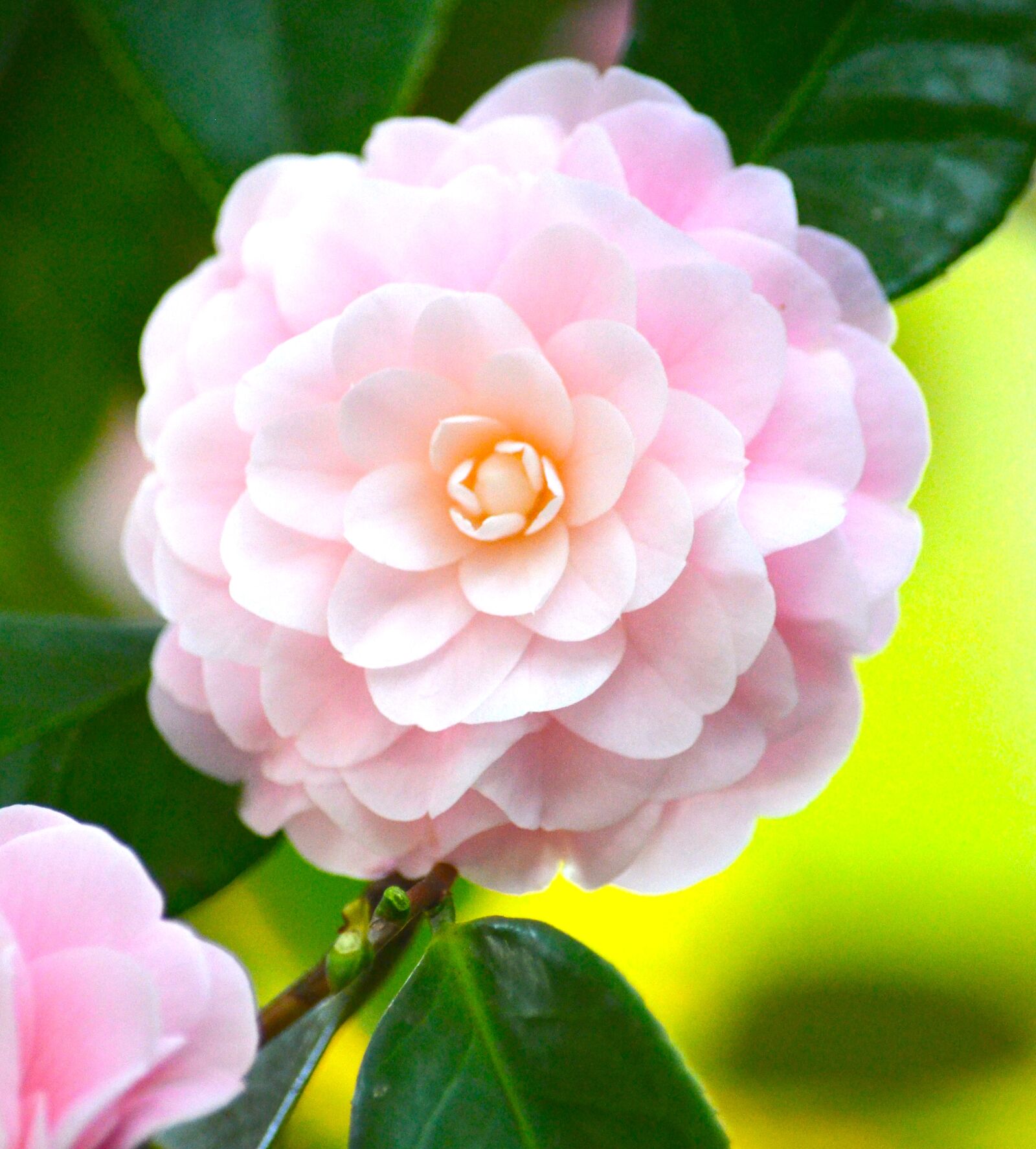 Nikon D5100 sample photo. Beautiful, flowers, camellia, diana photography