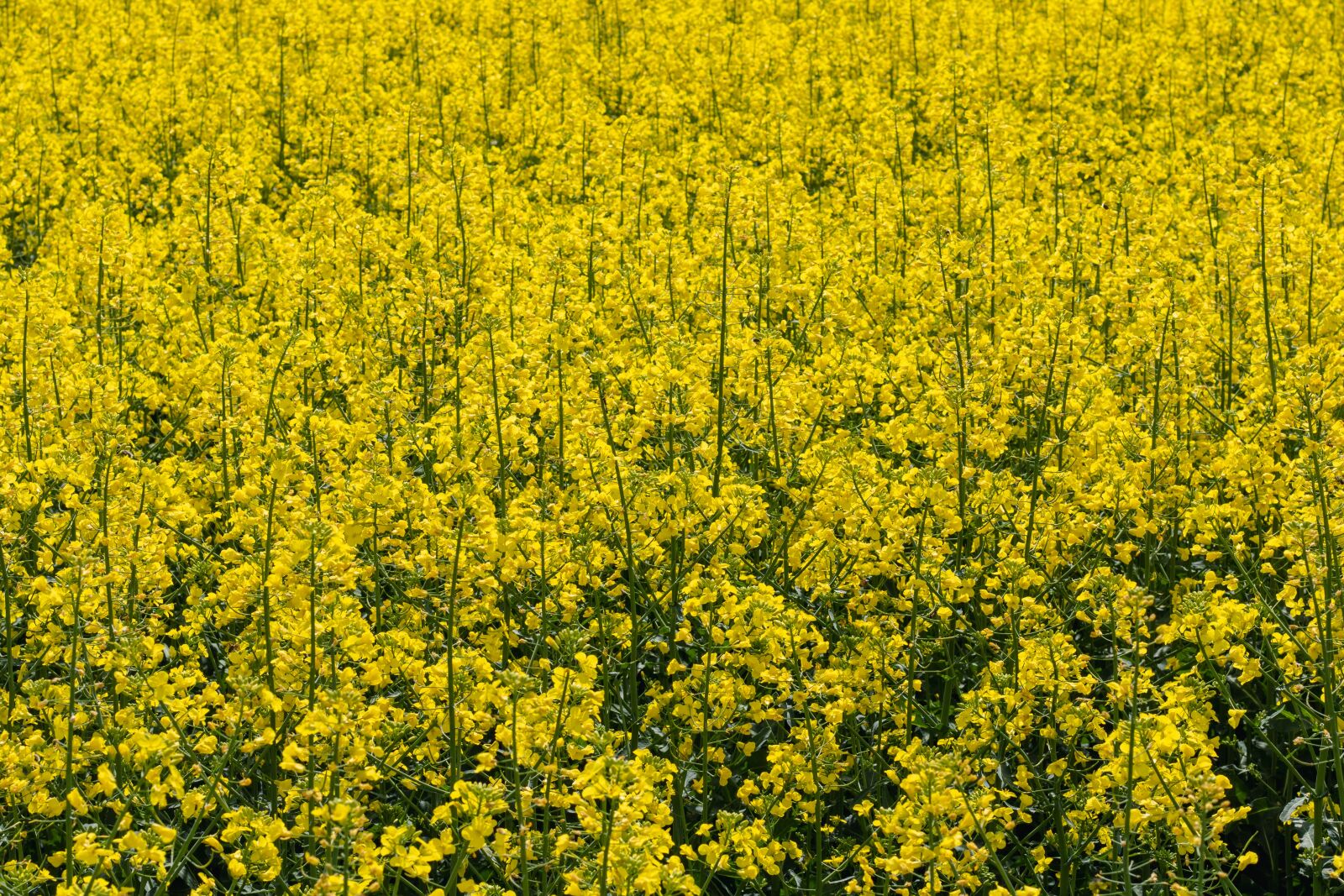 Canon EOS 750D (EOS Rebel T6i / EOS Kiss X8i) sample photo. Moldova, agriculture, background photography