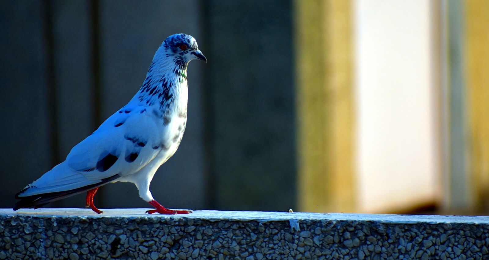 Nikon D5600 sample photo. White pigeon, grey-and-white, feral photography