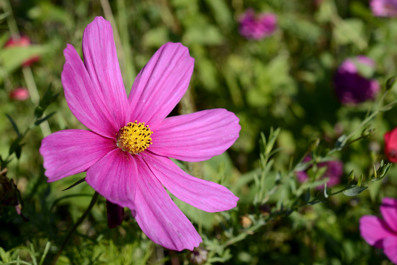 Nikon D7100 sample photo. Cosmos, blossom, bloom photography