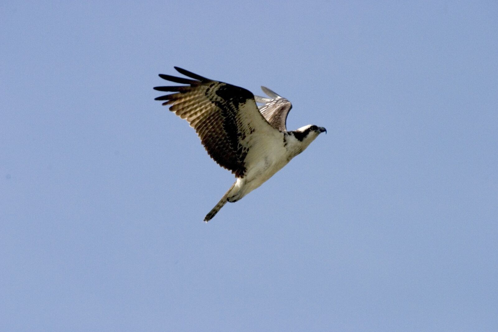 Canon EOS 10D sample photo. Bird, osprey, flying photography