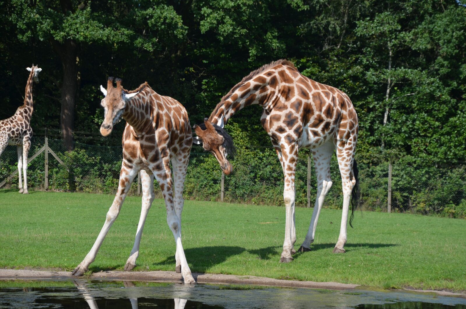 Nikon D5100 sample photo. Giraffes, africa, safari photography
