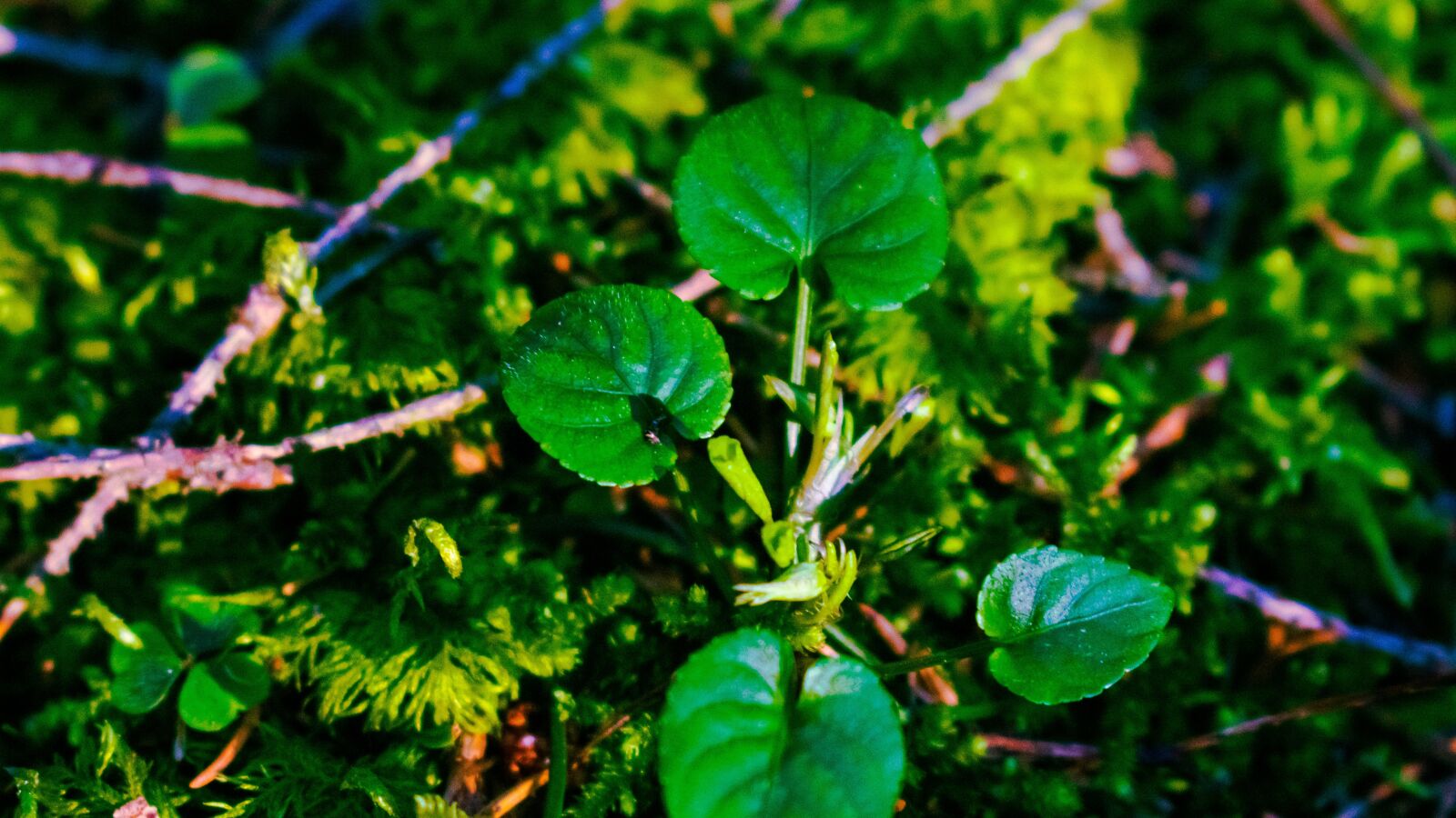 Nikon D3400 sample photo. Green, plant, leaf photography