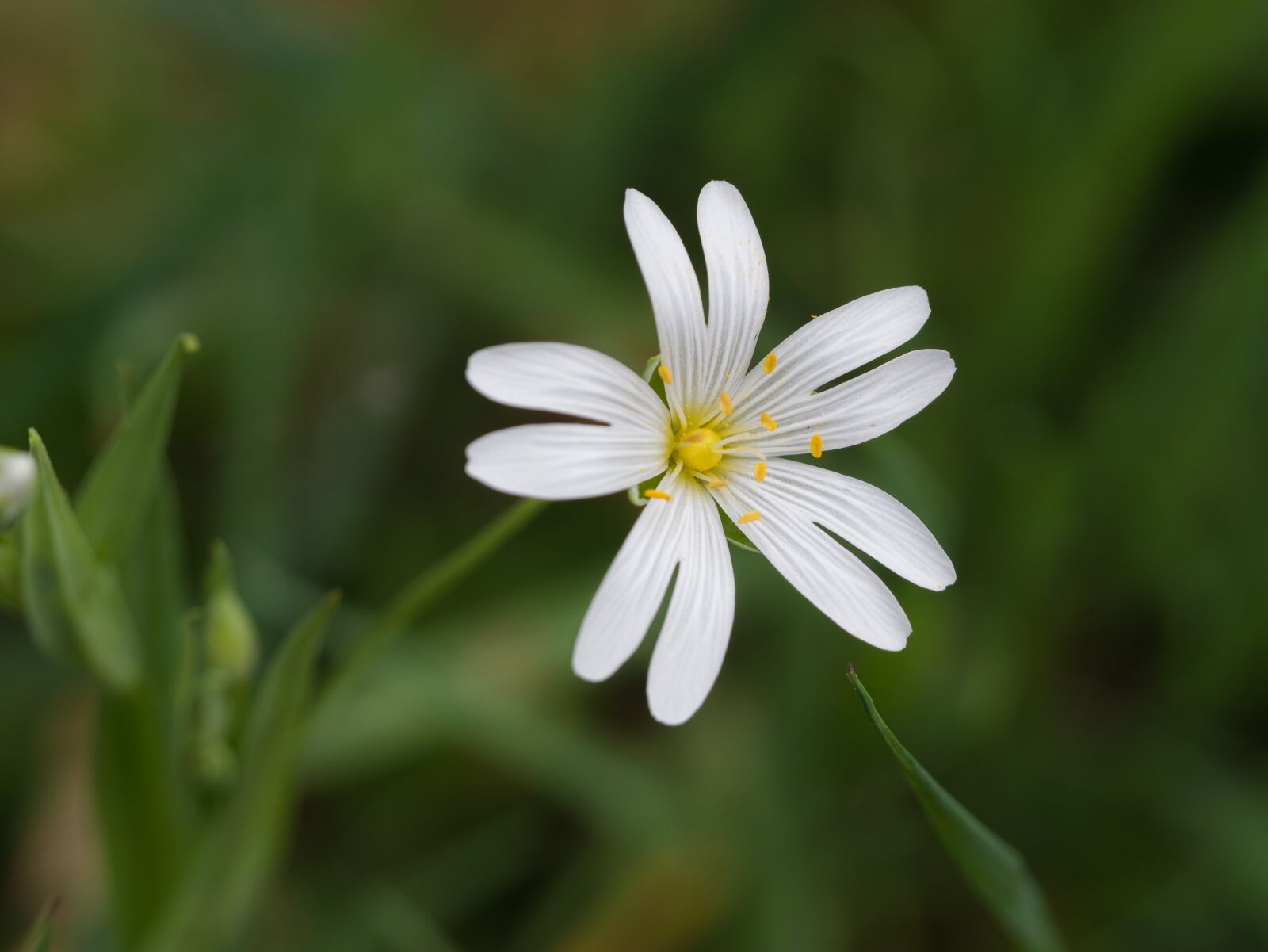 Panasonic DMC-G81 + Olympus M.Zuiko Digital ED 60mm F2.8 Macro sample photo. Flower, wild flower, at photography