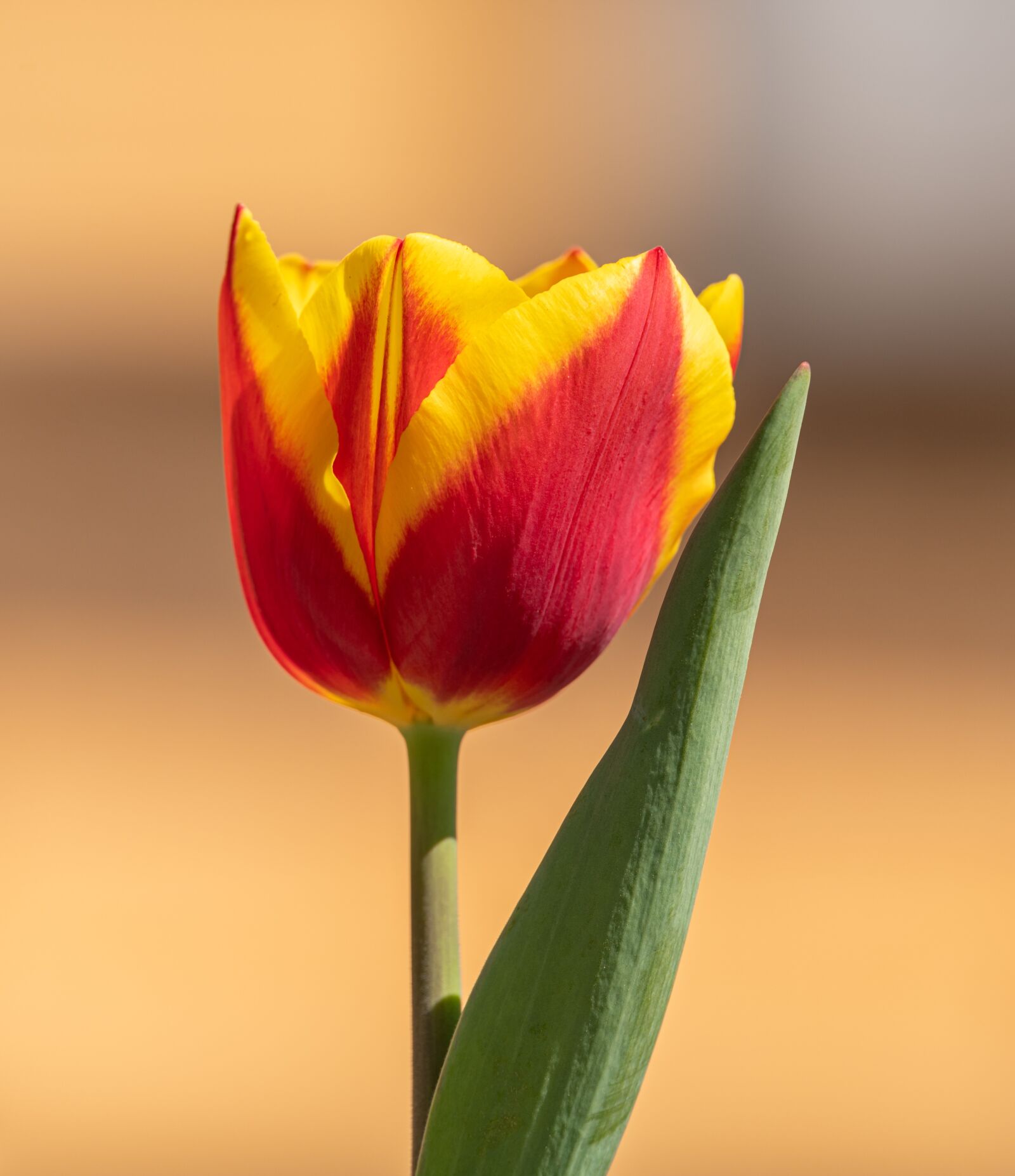 Nikon D850 sample photo. Tulip, flower, orange photography