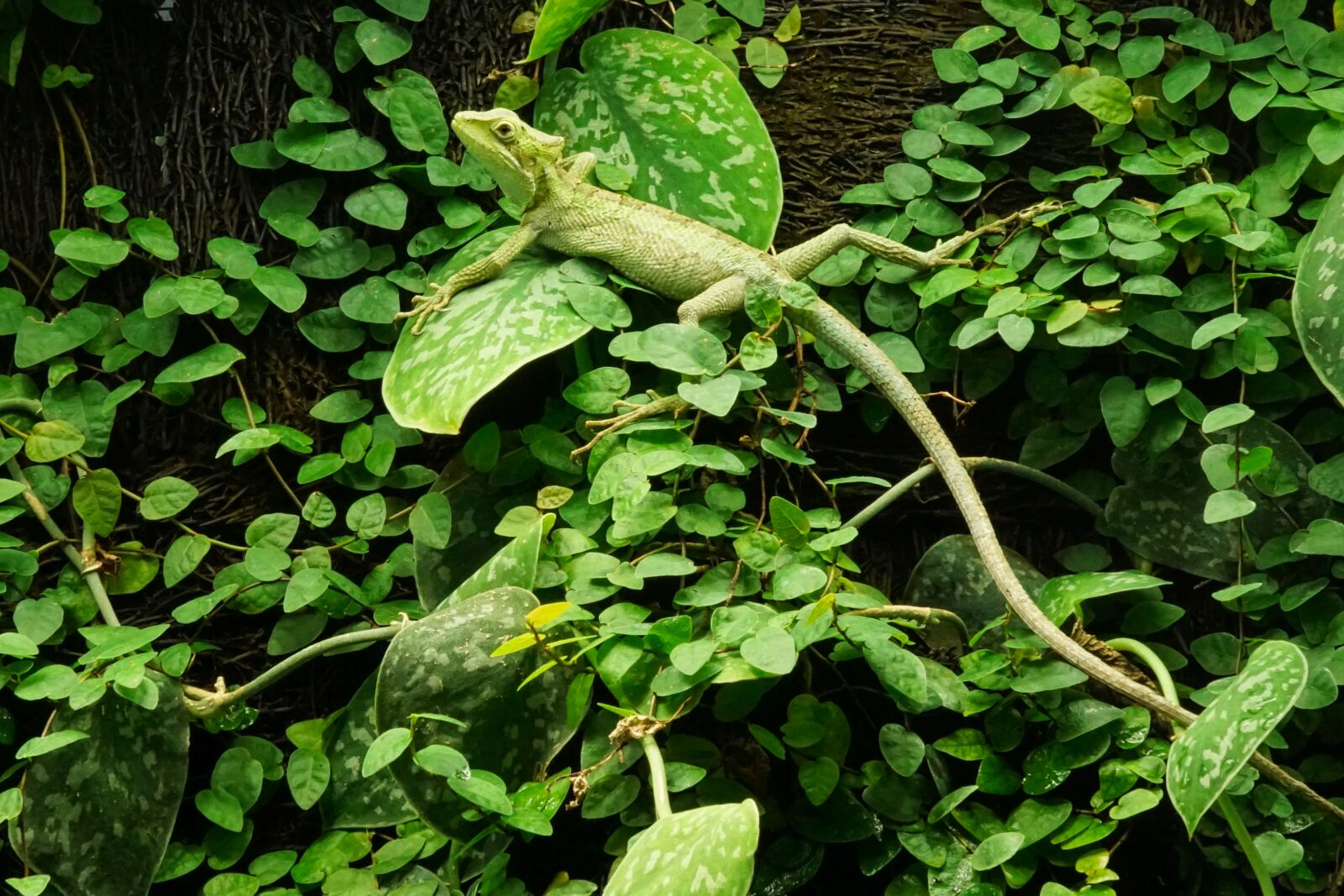 Sony a5100 + Sony E 30mm F3.5 Macro sample photo. Lizard, reptile, gecko photography