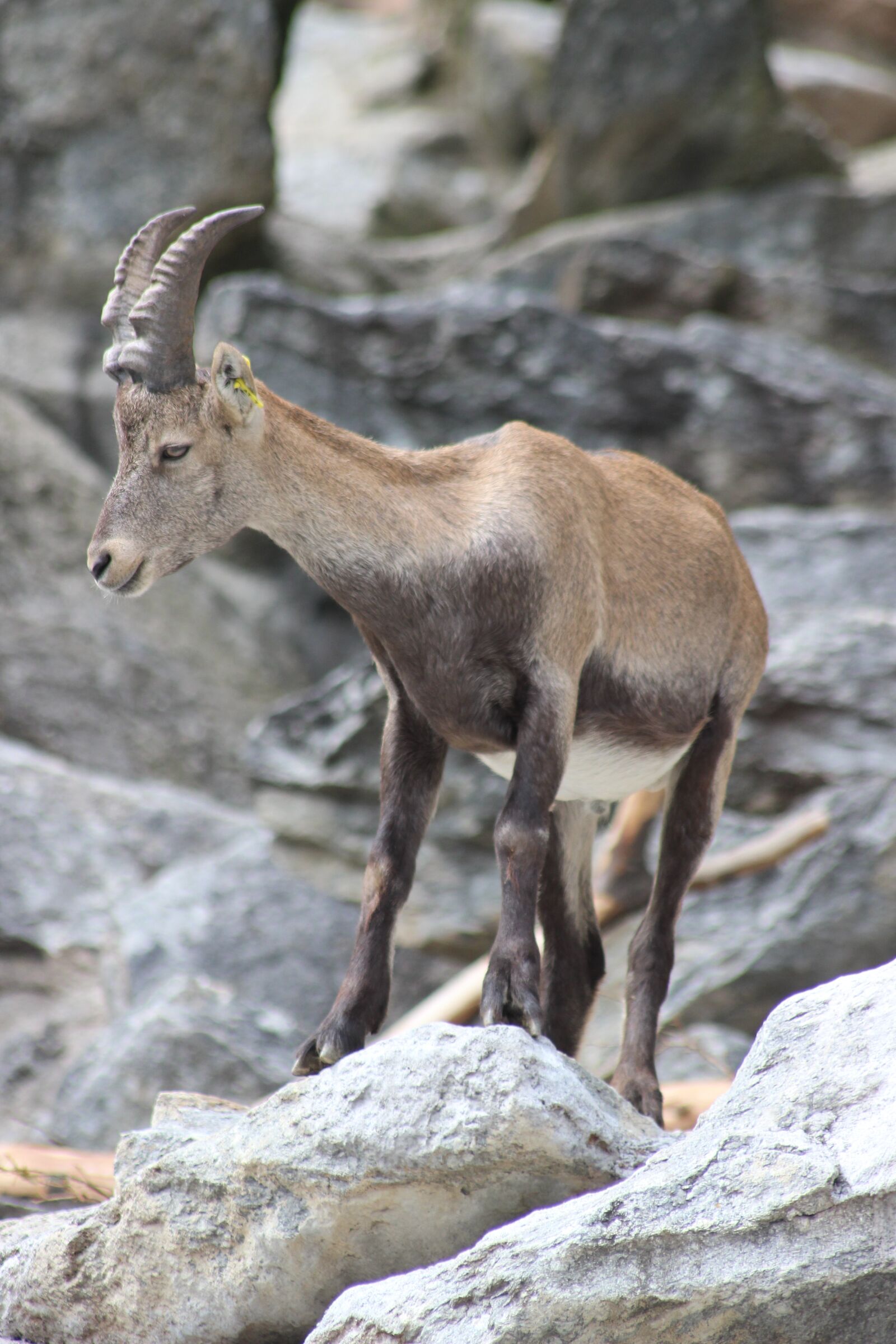 Canon EOS 600D (Rebel EOS T3i / EOS Kiss X5) sample photo. Capricorn, young animal, alpine photography