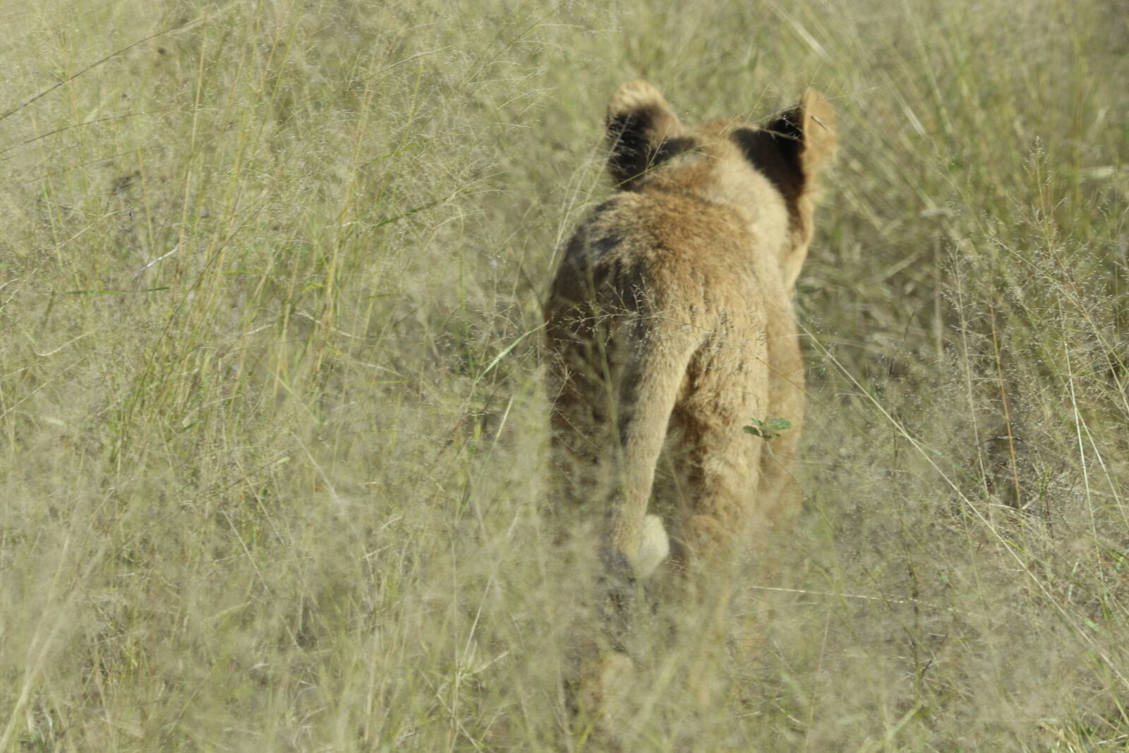 Canon EOS 7D Mark II sample photo. Africa, animal, baby, baby photography