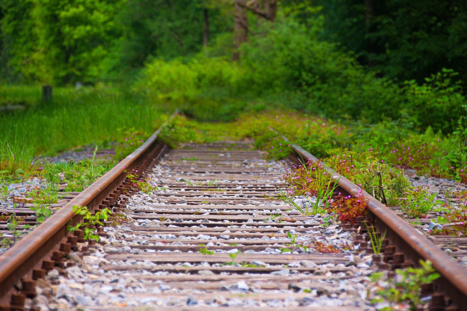 Canon EOS 700D (EOS Rebel T5i / EOS Kiss X7i) sample photo. Gleise, train, rails photography