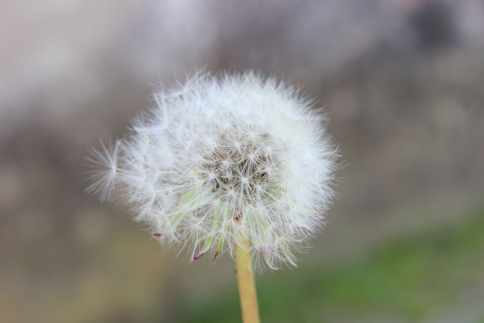 Canon EOS 600D (Rebel EOS T3i / EOS Kiss X5) sample photo. Pollen, nature, izmit photography