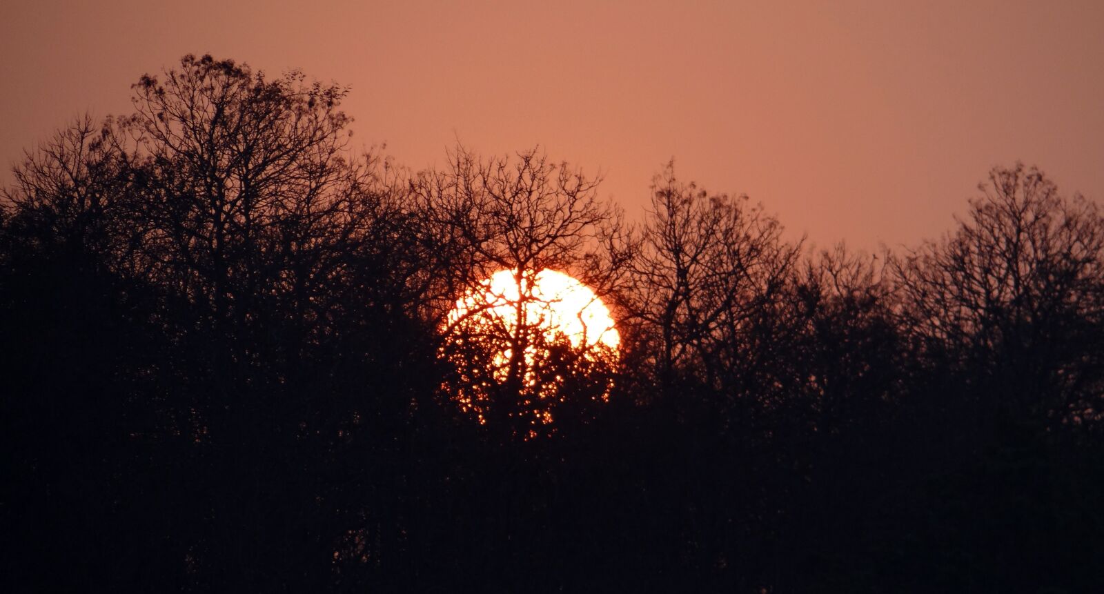 Sony DSC-HX200V sample photo. Sunset, glow, forest photography