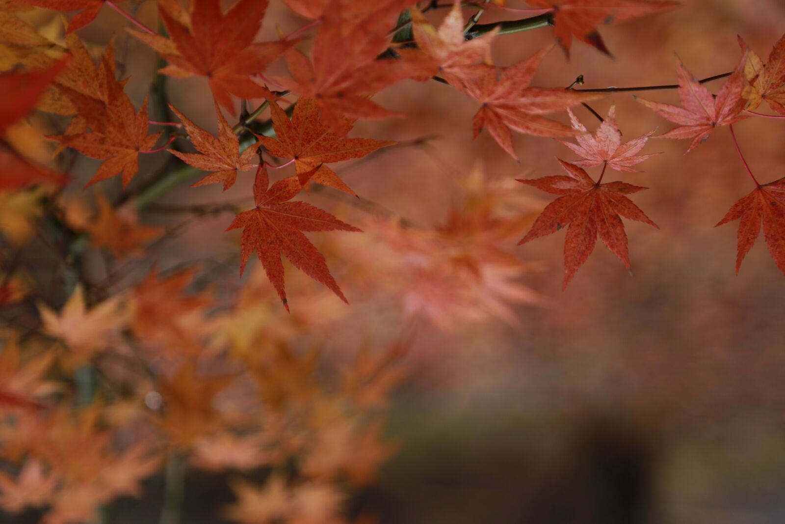 Canon EOS 6D + Canon EF 24-105mm F4L IS USM sample photo. Autumn leaves, maple leaf photography