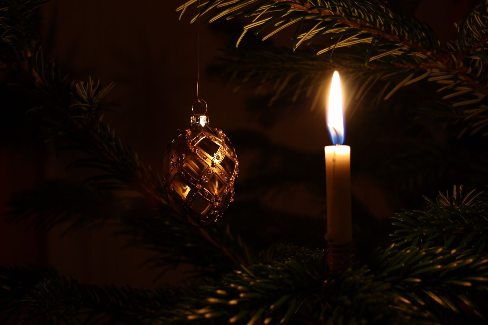 Canon EOS 400D (EOS Digital Rebel XTi / EOS Kiss Digital X) sample photo. Christmas, christmas tree, christmas photography