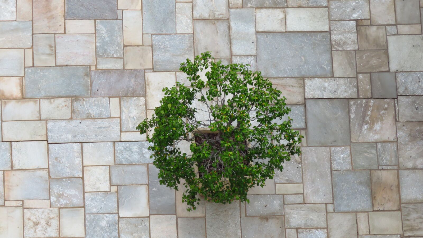 Canon PowerShot SX60 HS sample photo. Plant, photo, nature photography