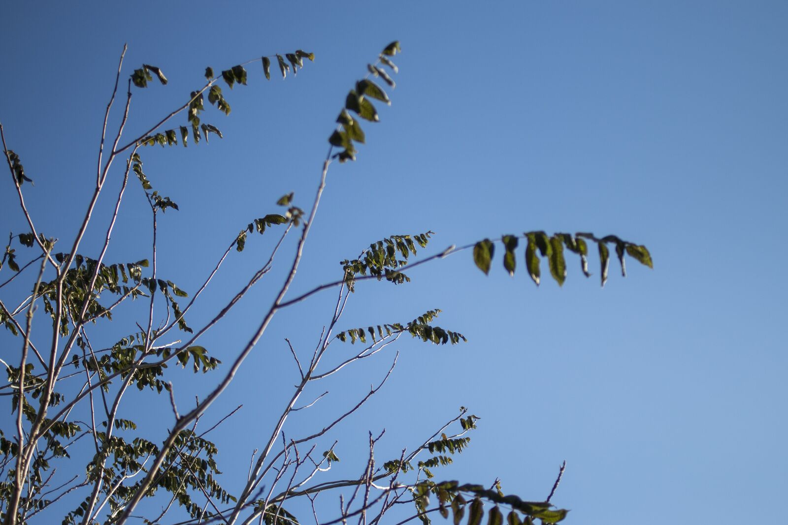 Canon EF 35mm F2 sample photo. Foliage, sky, branches photography