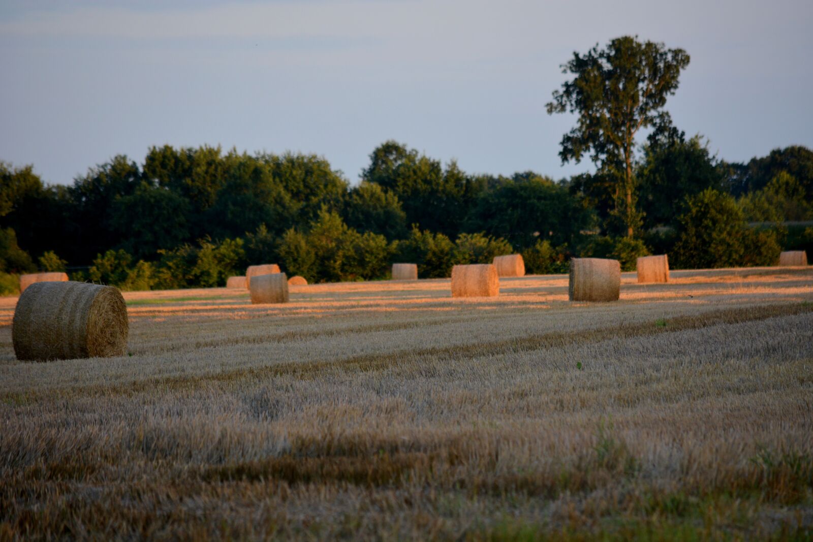 Nikon D7100 sample photo. Landscape, cereals, wheat photography