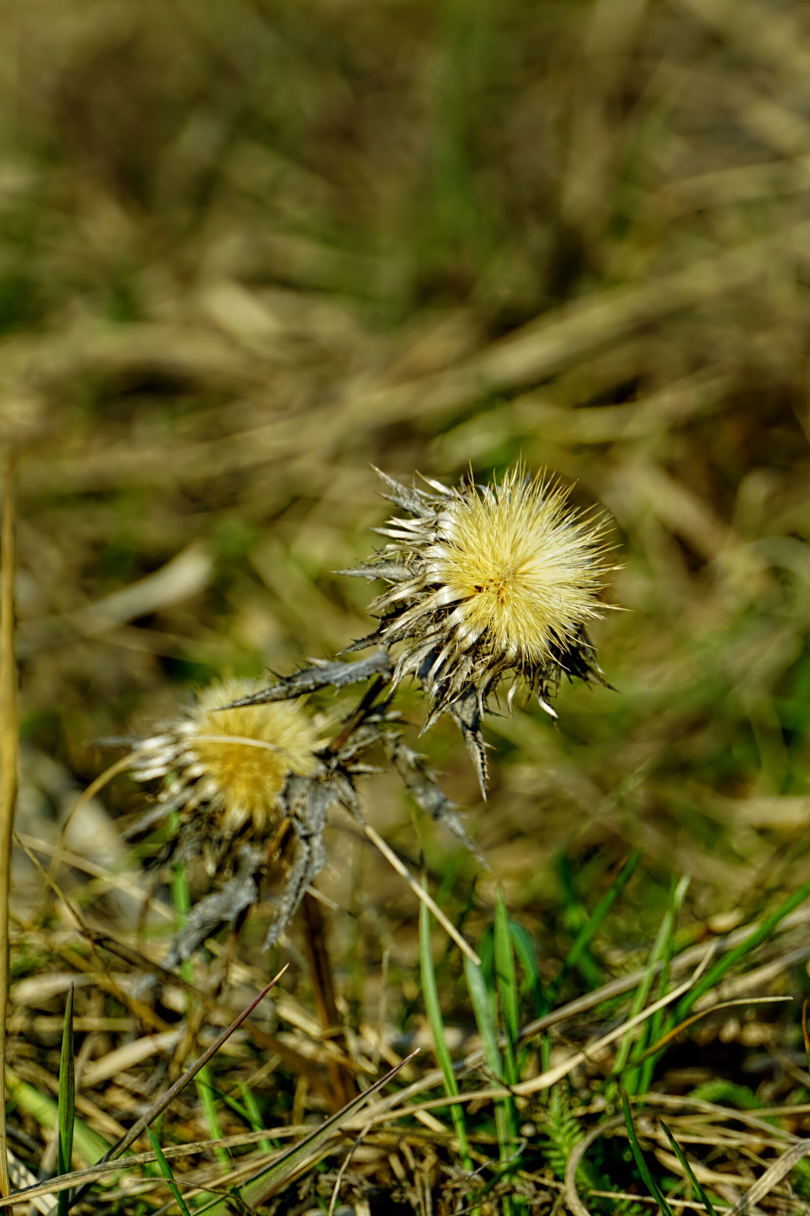 Sony E 18-135mm F3.5-5.6 OSS sample photo. Nature, plant, grass photography