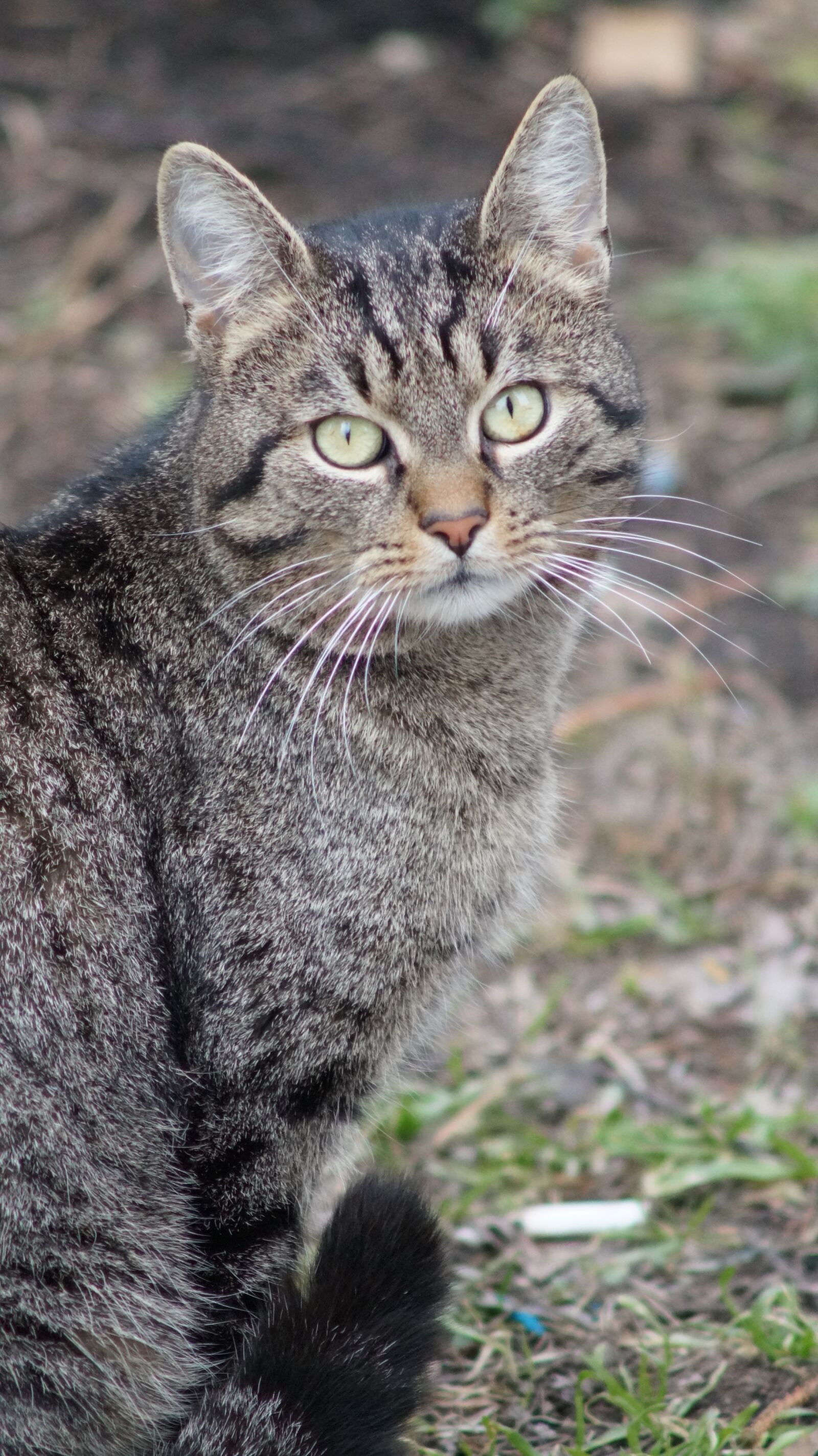 Sony SLT-A58 sample photo. Cat, tabby, kitten photography