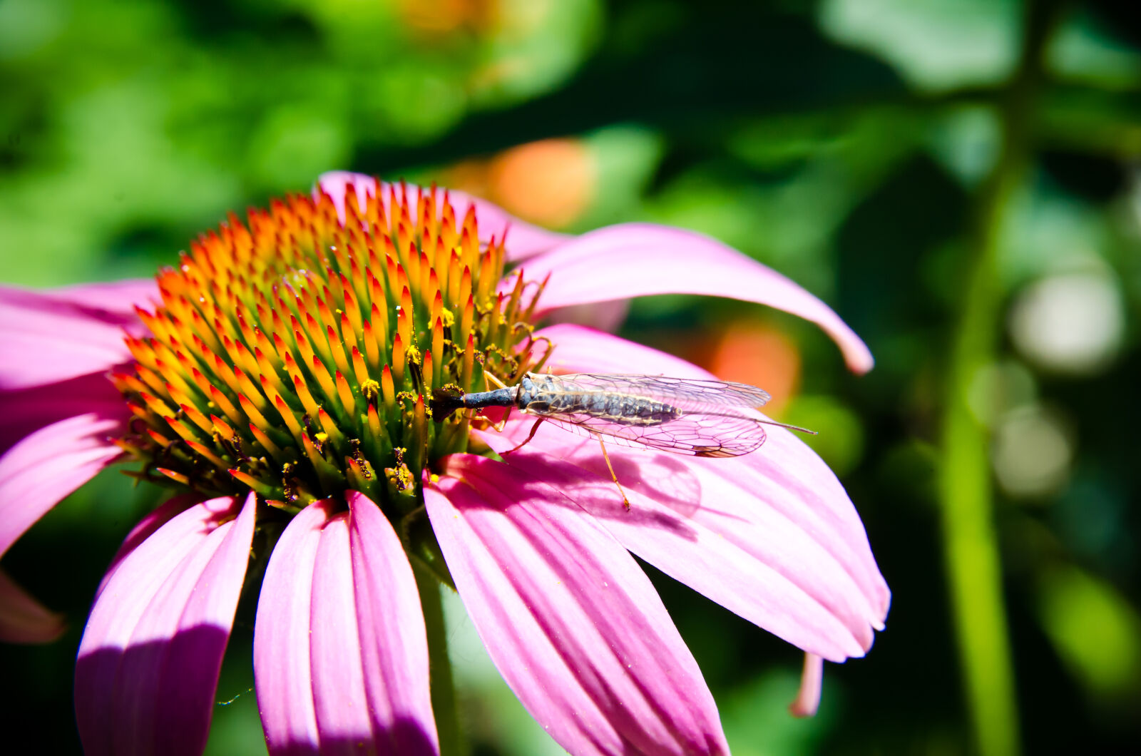 Nikon D7000 sample photo. Bee, collectiong, pollen, close photography