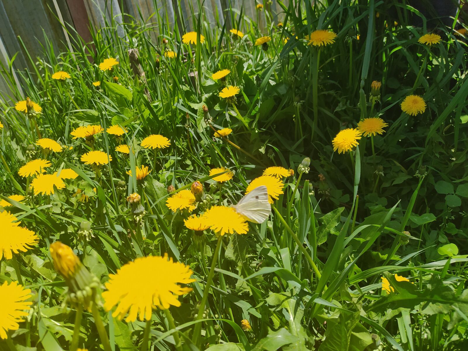 Xiaomi Redmi Note 8T sample photo. одуванчик, бабочка, май photography