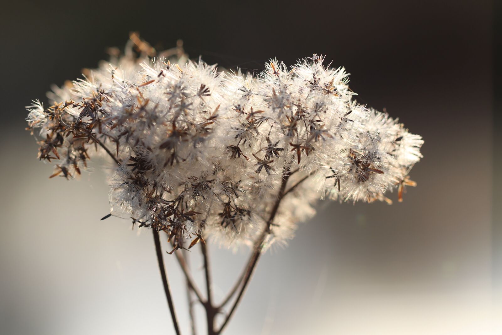 Canon EOS 800D (EOS Rebel T7i / EOS Kiss X9i) sample photo. Dried flowers, faded, dry photography