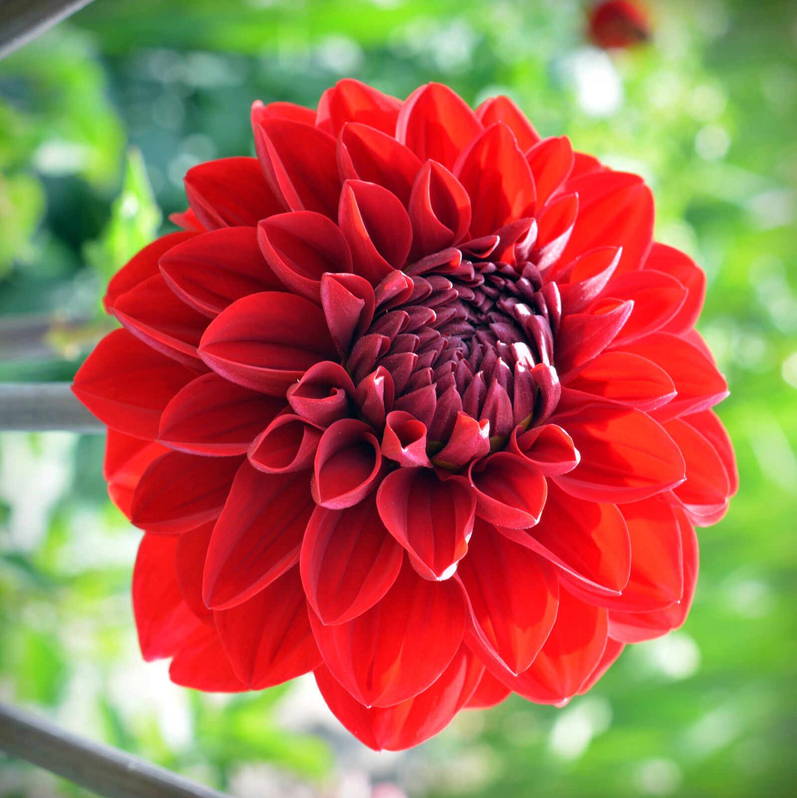 Nikon D5200 sample photo. Dahlia, blossom, bloom photography