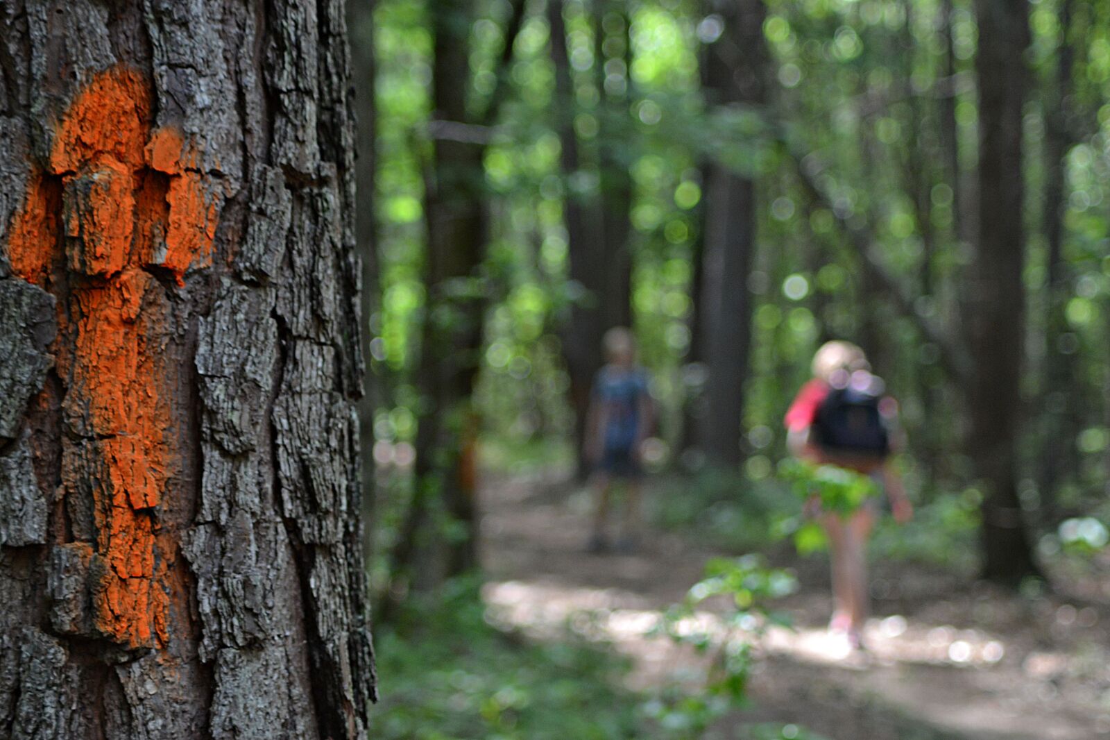 Nikon D3100 sample photo. Arrow, tree, wood photography