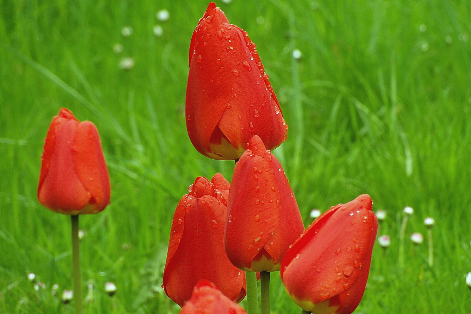 Samsung WB750 sample photo. Tulips, flowers, red photography