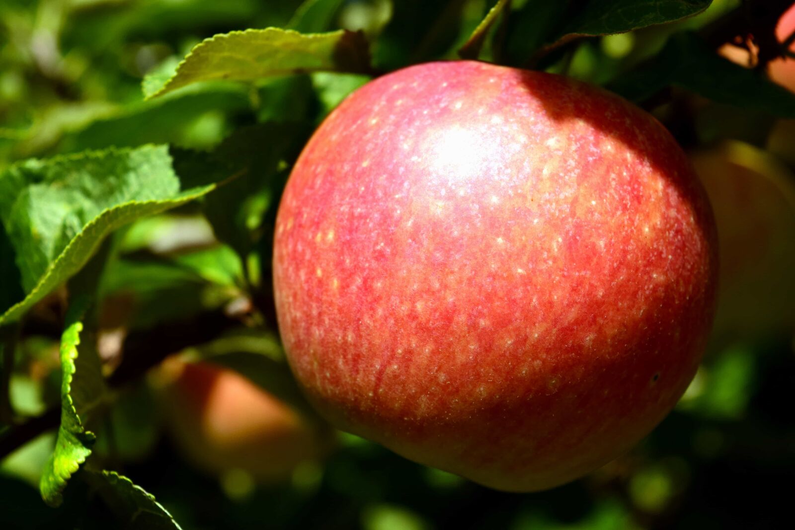 Nikon D3300 sample photo. Fruit, food, leaf, delicious photography