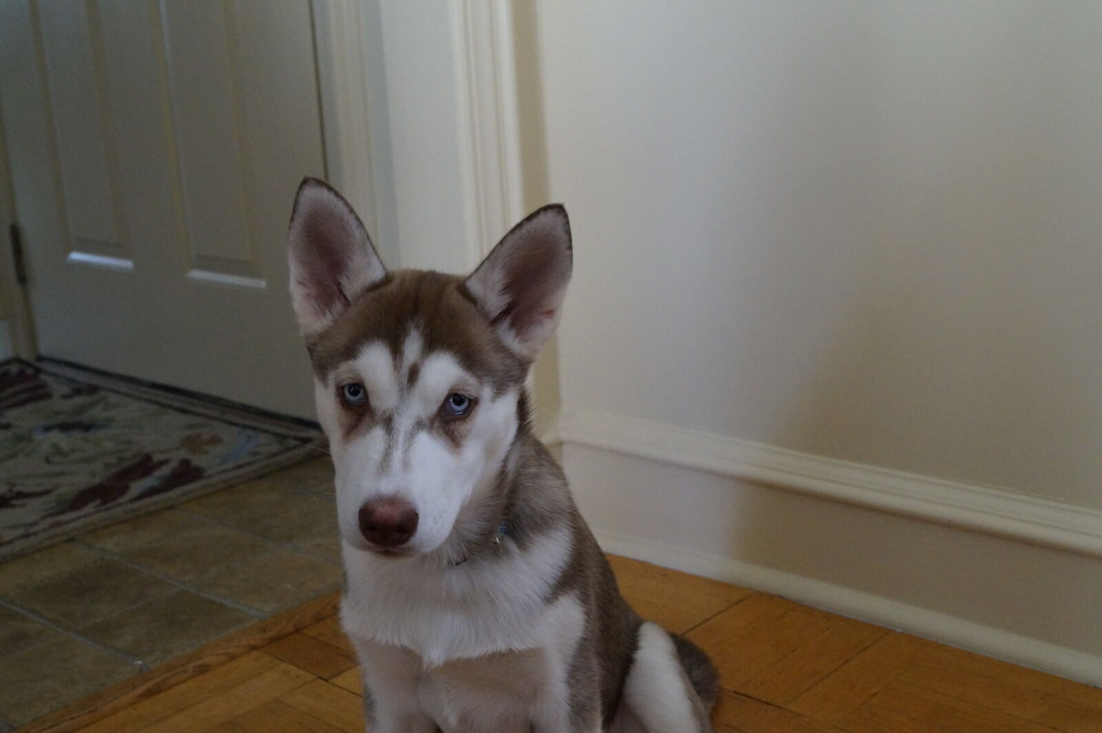 Sony DT 18-55mm F3.5-5.6 SAM II sample photo. Bella, husky, pup photography