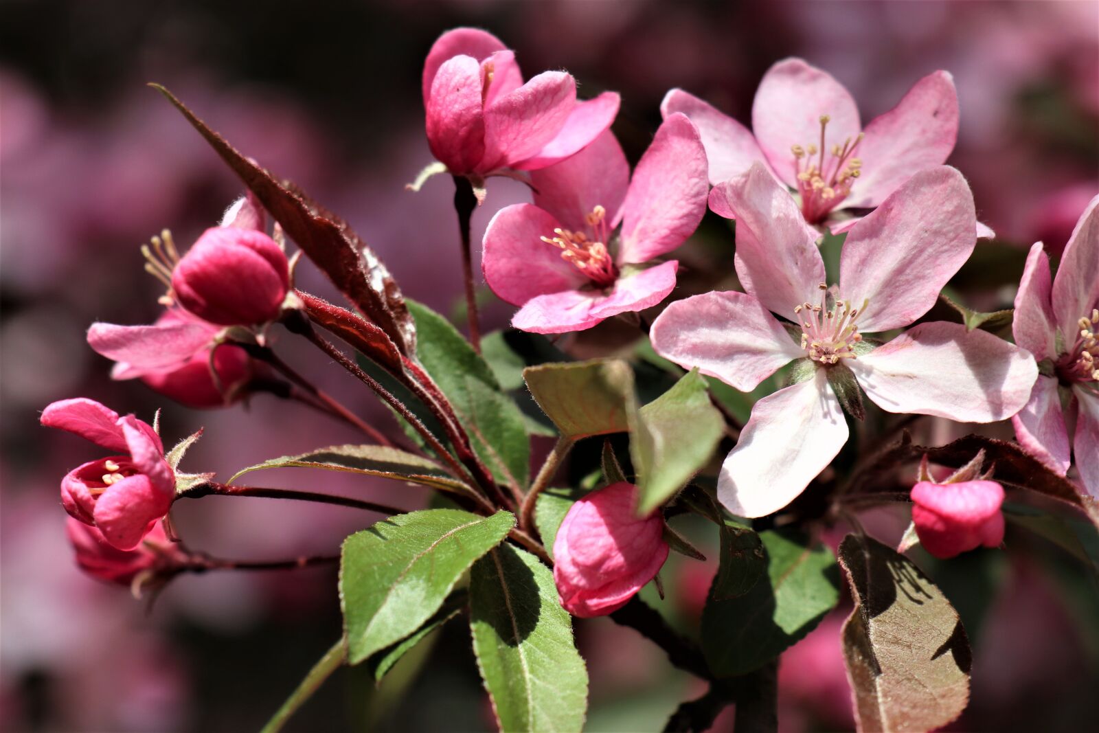 Canon EOS M6 sample photo. Flowering, apple, paradise photography
