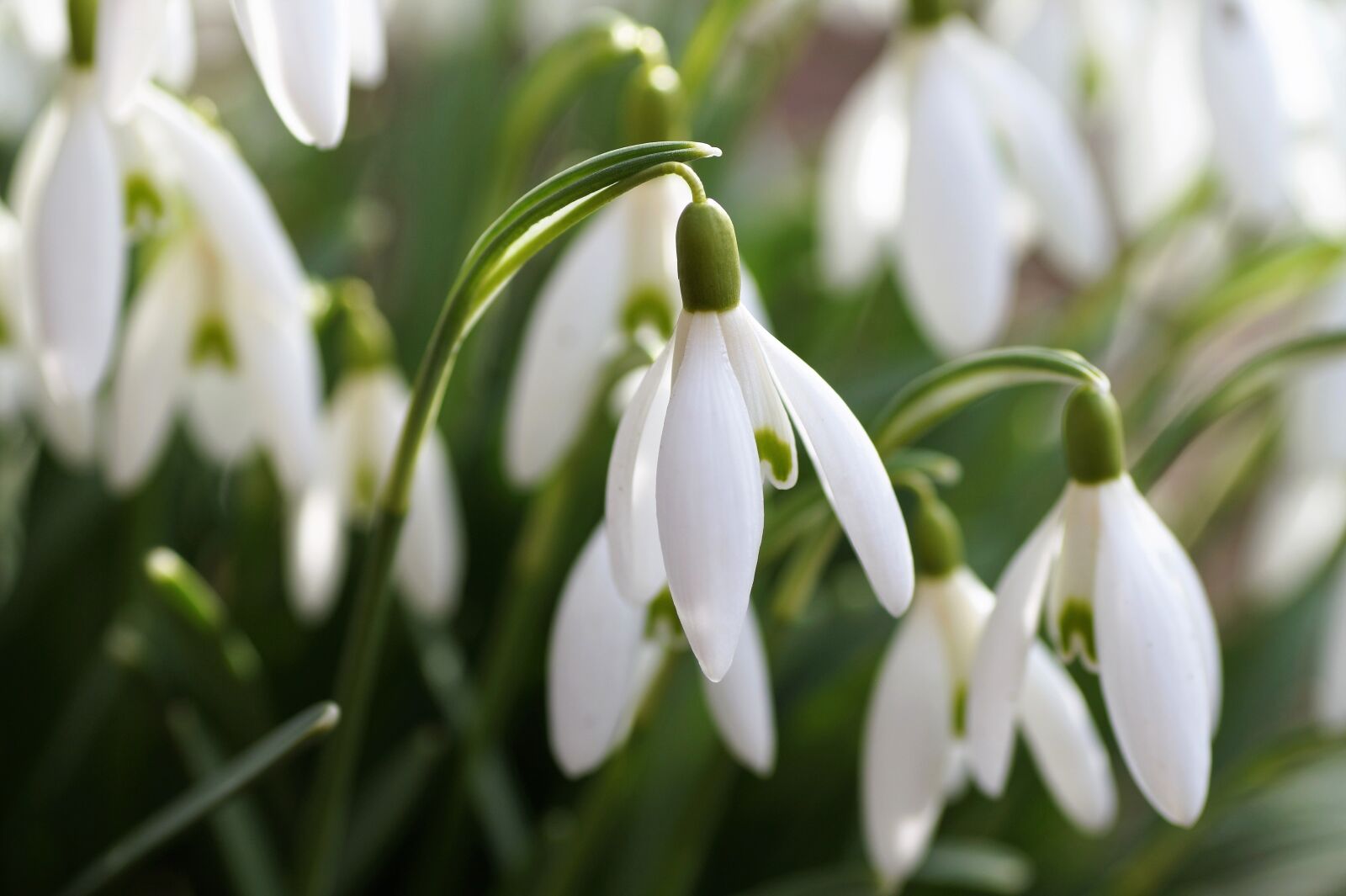 Sony SLT-A58 sample photo. Snowdrop, the messenger of photography