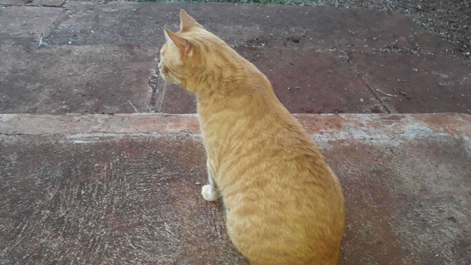 Samsung Galaxy J7 Prime2 sample photo. Gatos, animais, pets photography