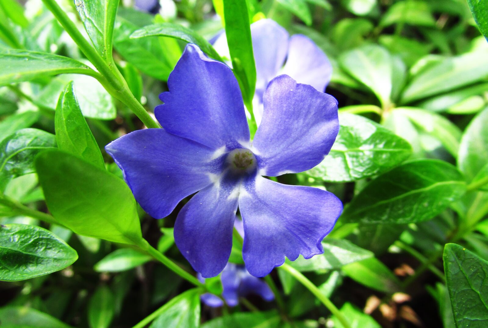 Canon PowerShot SX400 IS sample photo. Flower, the color purple photography