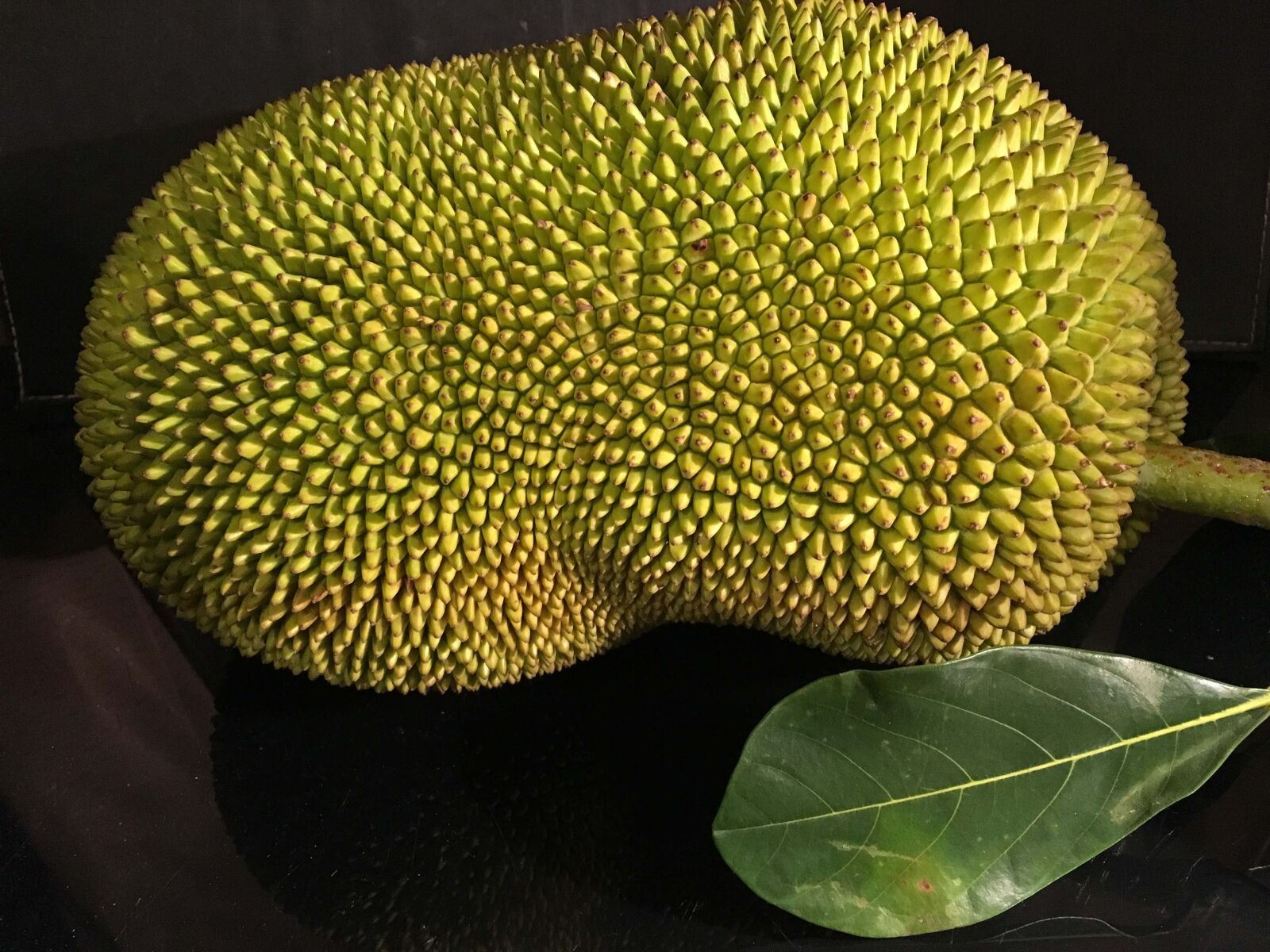 Apple iPhone 6s sample photo. Jackfruit, tropical, plant photography
