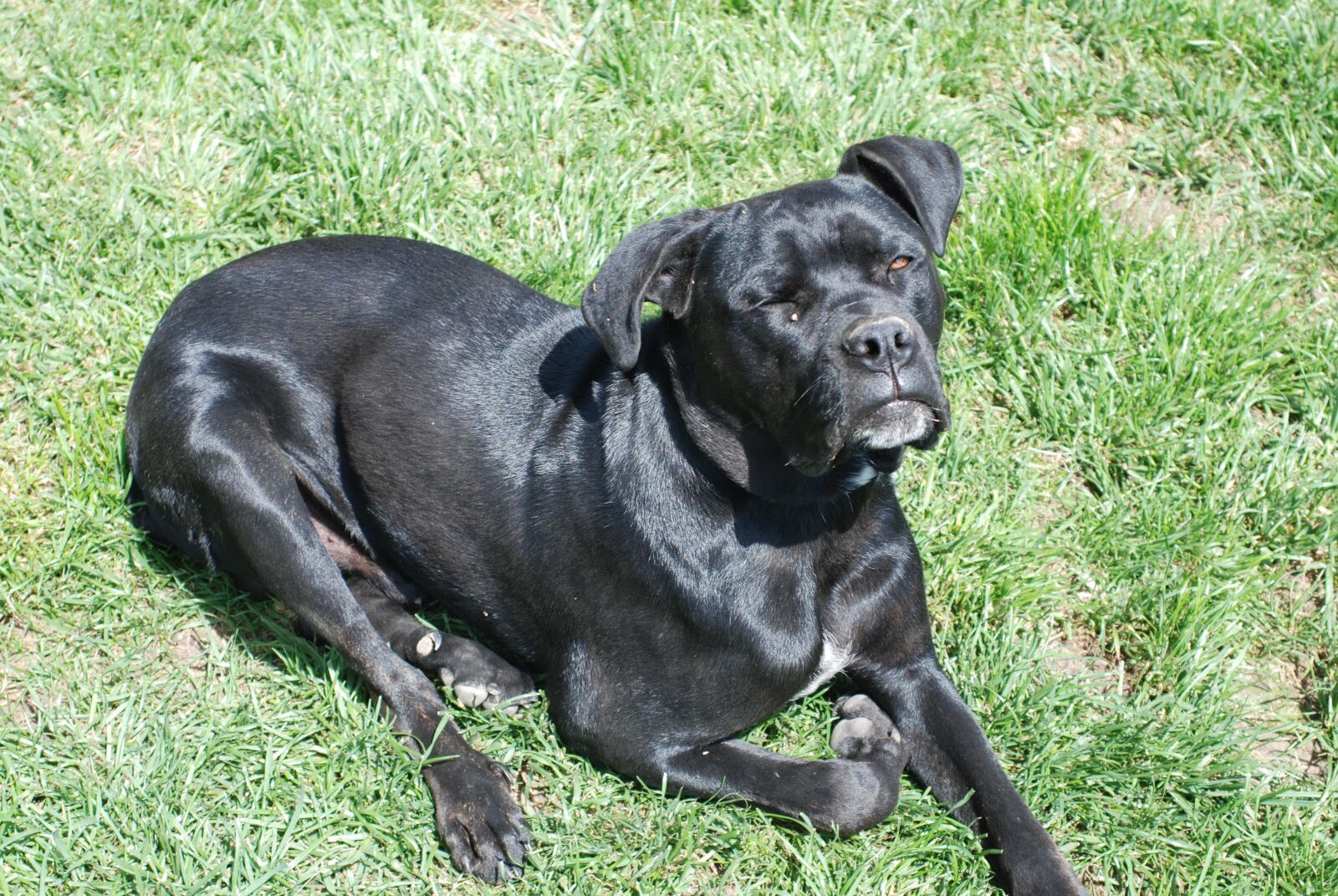Nikon D80 sample photo. Dog, serbia, pets photography
