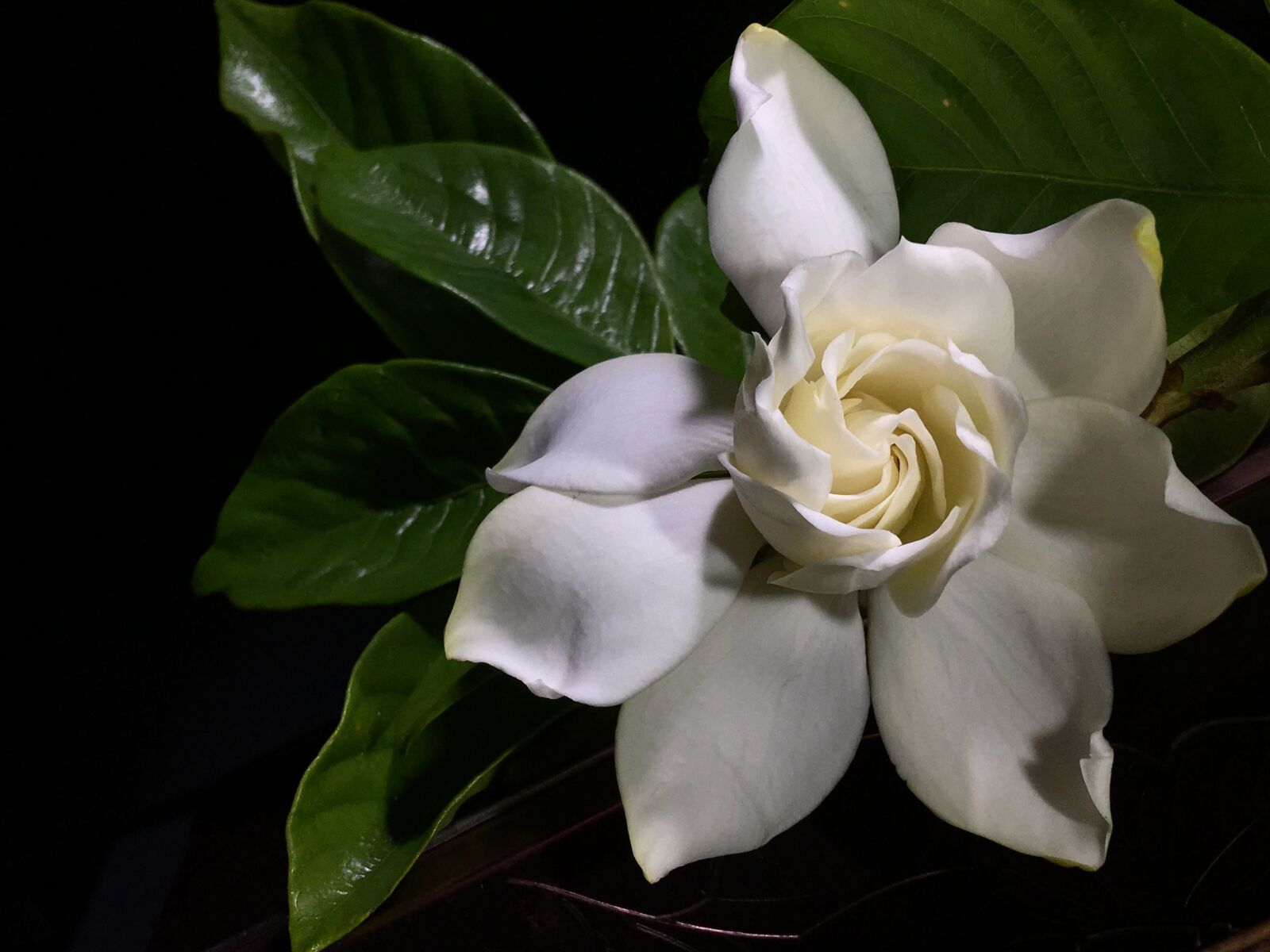 iPhone 6s Plus back camera 4.15mm f/2.2 sample photo. Jasmine, white, flower photography