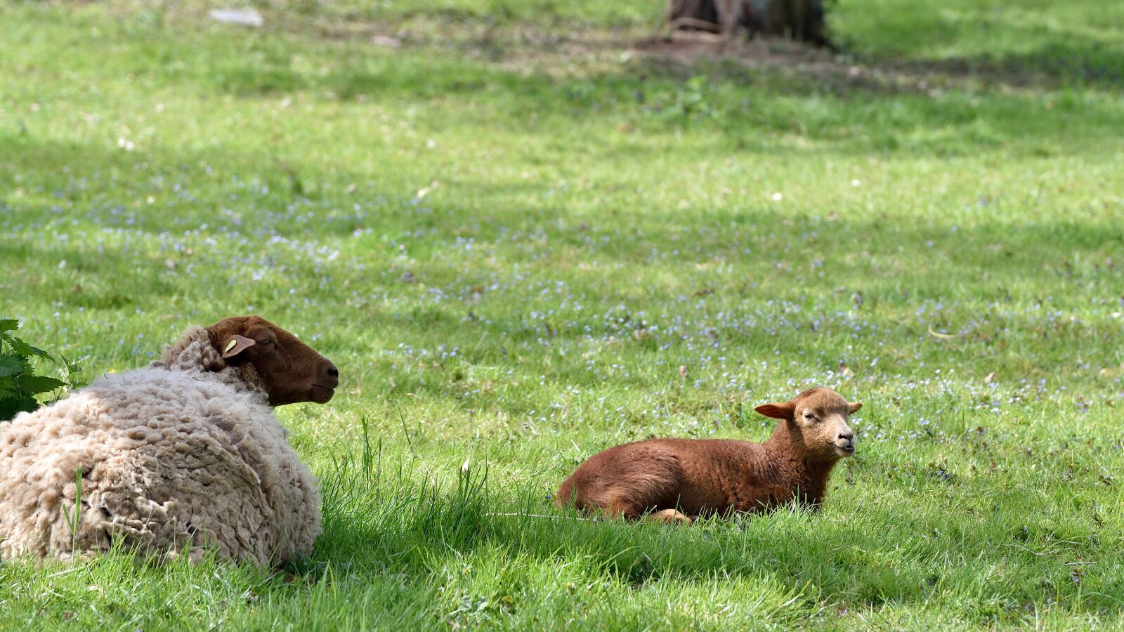Nikon D5500 sample photo. Sheep, animals, flock of photography