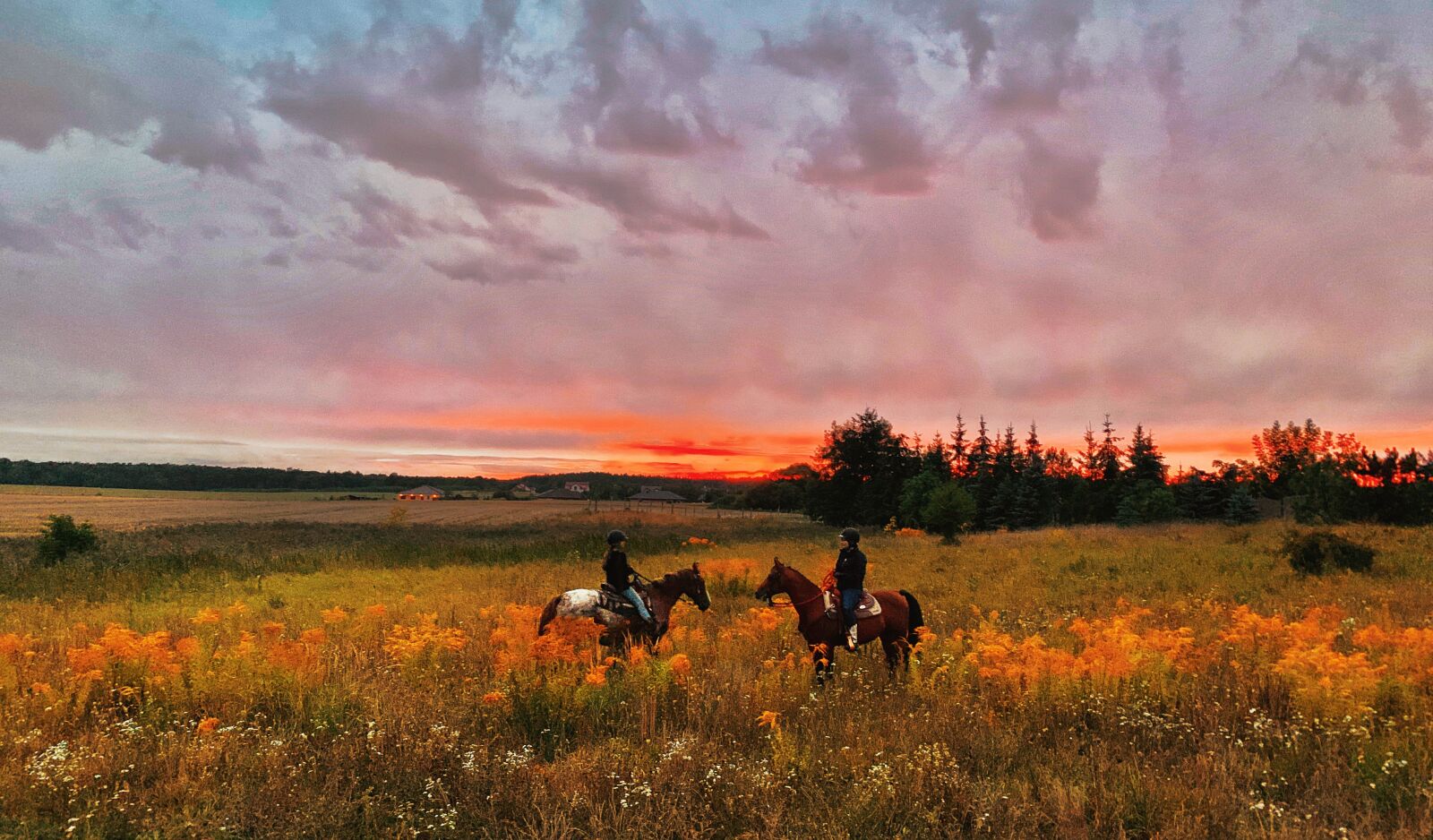 iPhone XR back camera 4.25mm f/1.8 sample photo. Horses, equine, fields photography