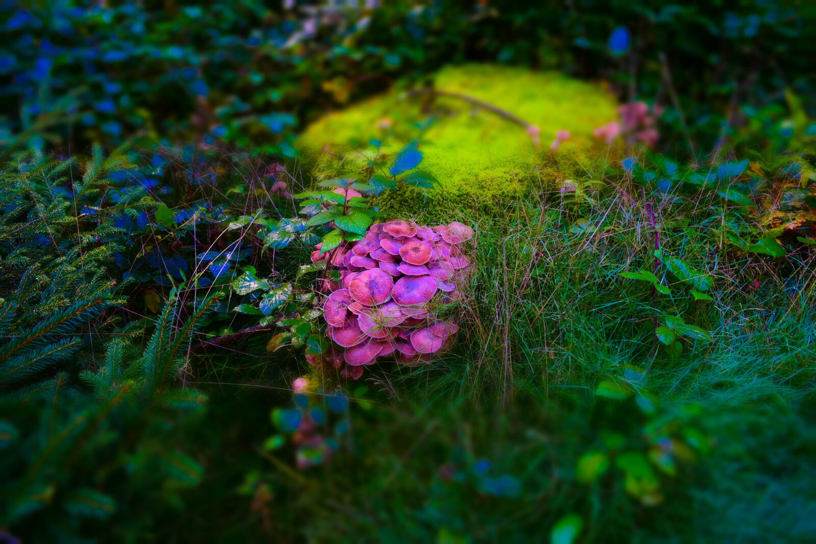 Nikon D750 sample photo. Moss, mushroom, nature photography