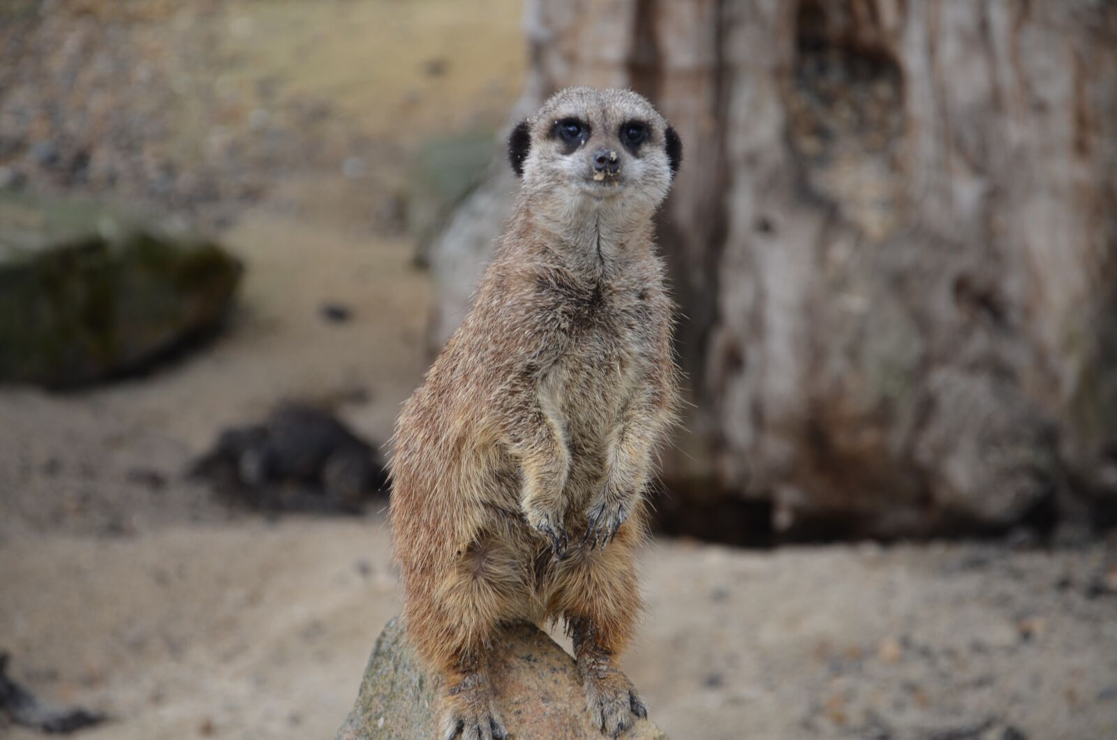 Nikon D7000 sample photo. Meerkat, animal, zoo photography