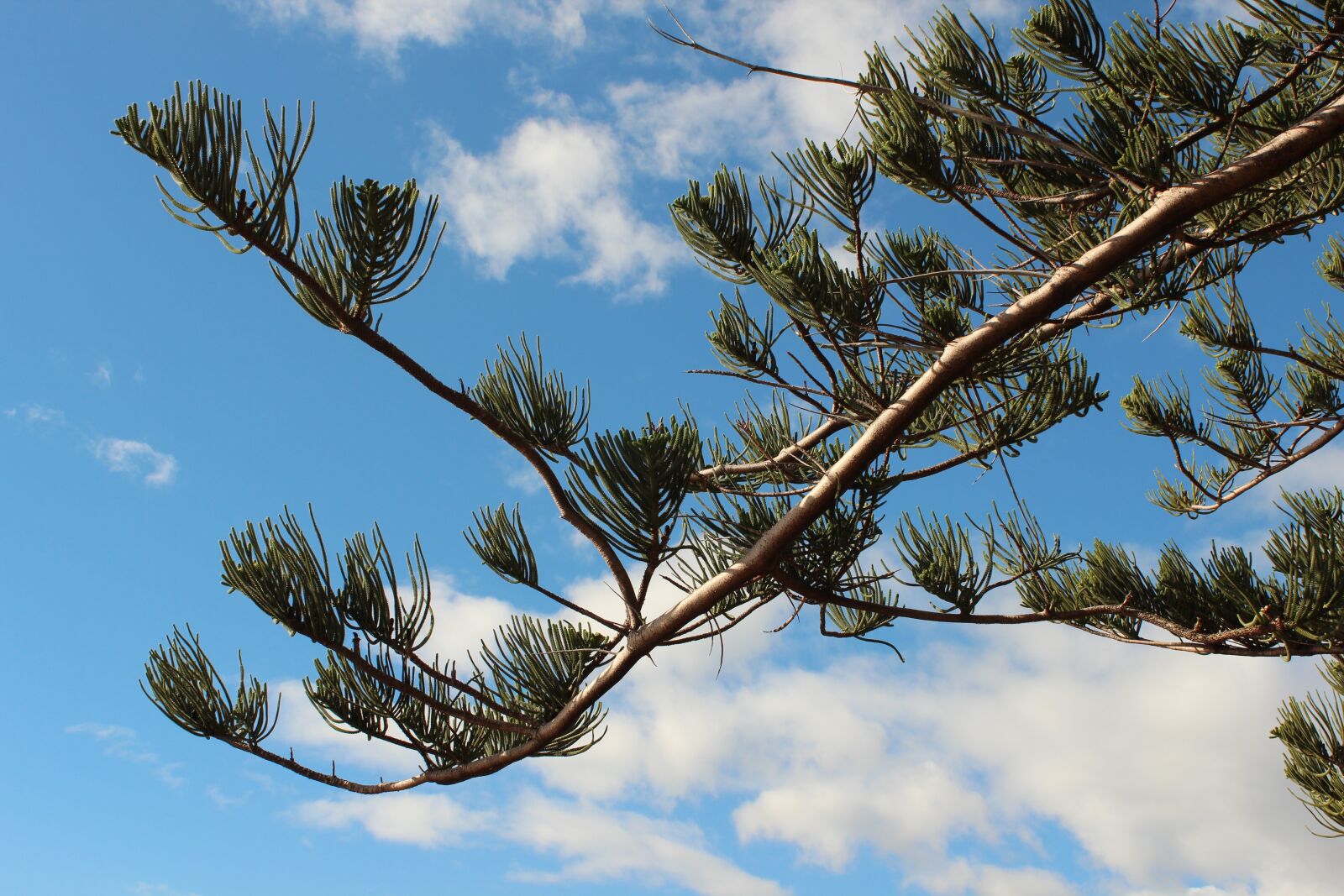 Canon EOS 600D (Rebel EOS T3i / EOS Kiss X5) sample photo. Pine tree, sky, pine photography