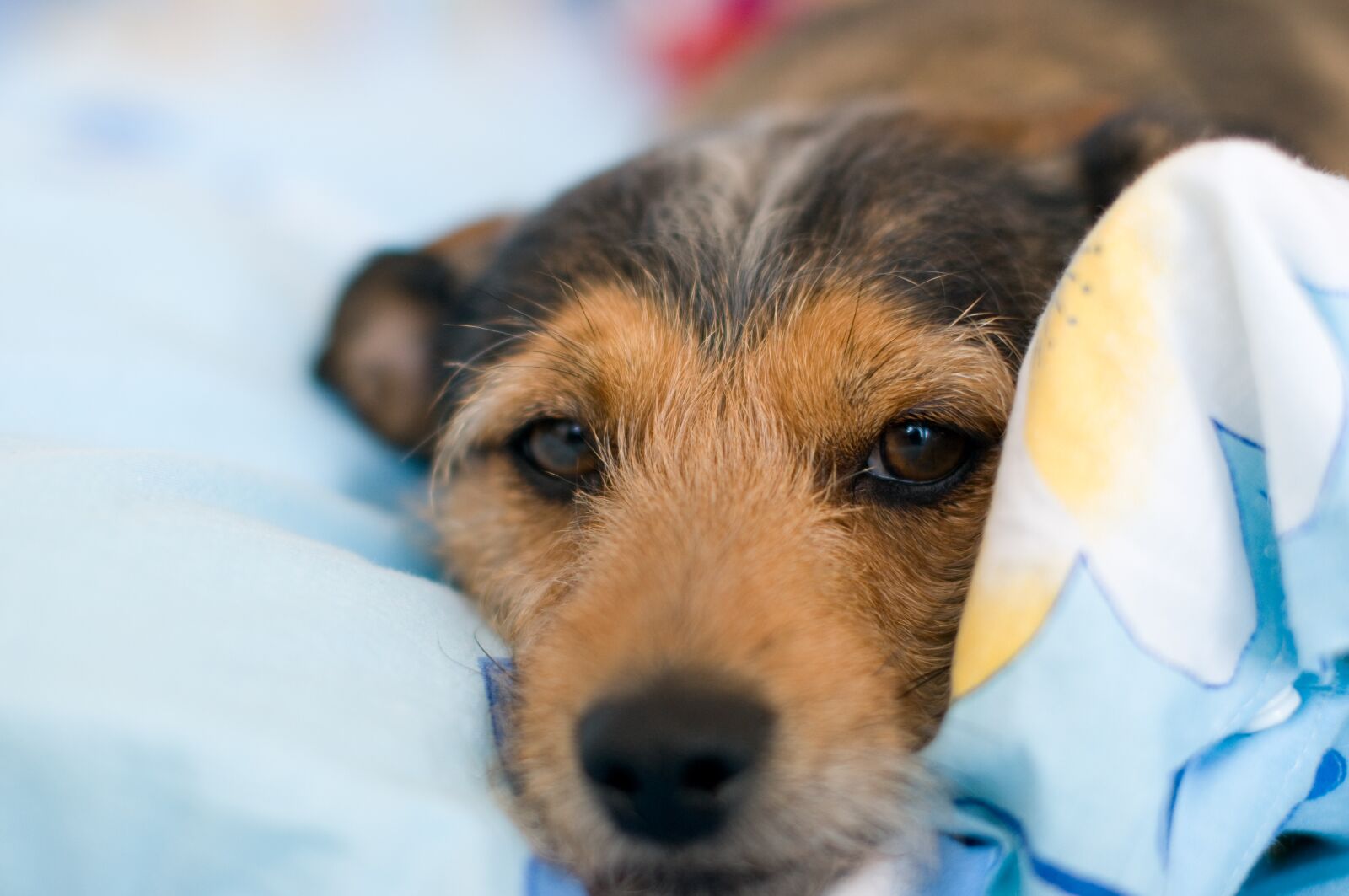 Nikon D300 sample photo. Dog, puppy, bed photography