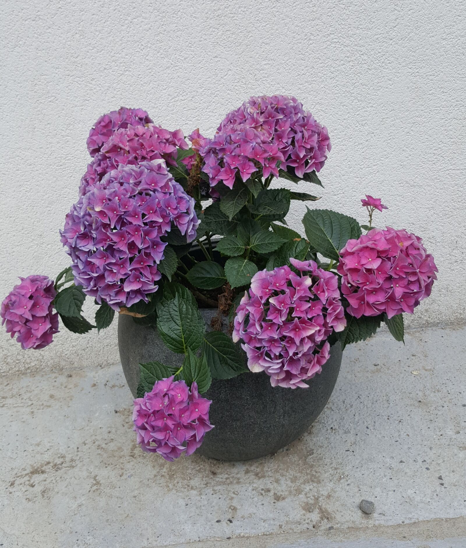 Samsung Galaxy S6 sample photo. Flower, pink, close up photography
